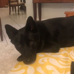 Meet your Posher, Shannon